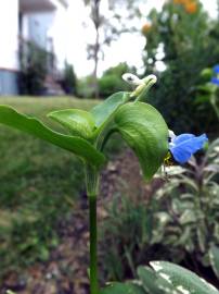 Fotografia da espécie Commelina communis