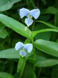 Fotografia da espécie Commelina communis