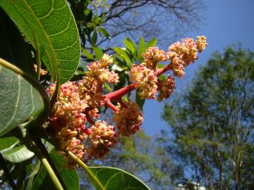 Fotografia da espécie Mangifera indica