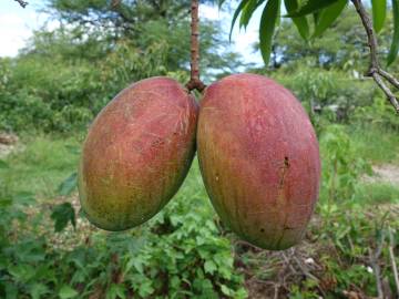 Fotografia da espécie Mangifera indica