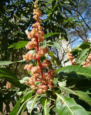 Fotografia 3 da espécie Mangifera indica no Jardim Botânico UTAD