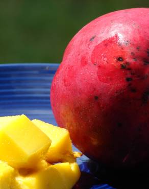 Fotografia 4 da espécie Mangifera indica no Jardim Botânico UTAD