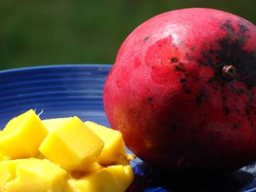 Fotografia da espécie Mangifera indica