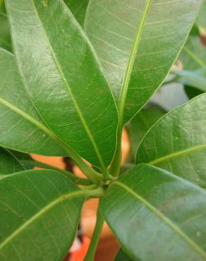 Fotografia 5 da espécie Mangifera indica no Jardim Botânico UTAD