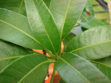 Fotografia da espécie Mangifera indica