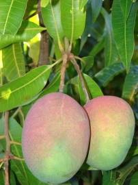 Fotografia da espécie Mangifera indica