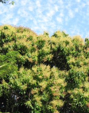 Fotografia 7 da espécie Mangifera indica no Jardim Botânico UTAD