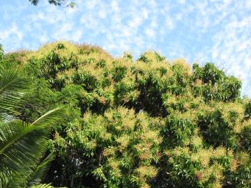 Fotografia da espécie Mangifera indica