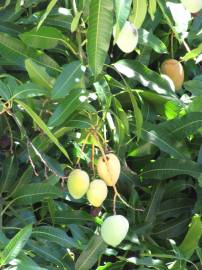 Fotografia da espécie Mangifera indica