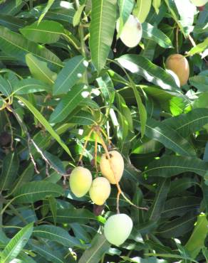 Fotografia 8 da espécie Mangifera indica no Jardim Botânico UTAD