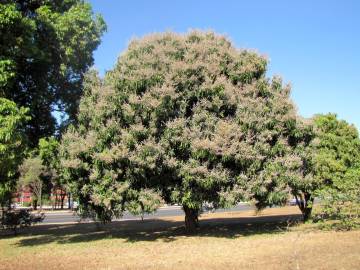 Fotografia da espécie Mangifera indica