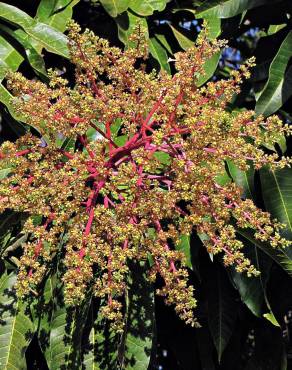 Fotografia 12 da espécie Mangifera indica no Jardim Botânico UTAD