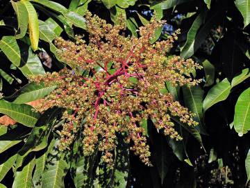 Fotografia da espécie Mangifera indica