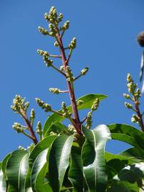 Fotografia da espécie Mangifera indica