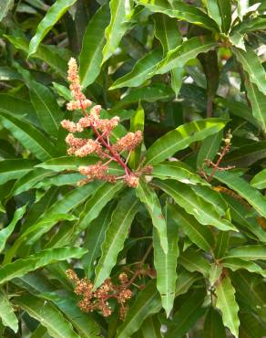 Fotografia 14 da espécie Mangifera indica no Jardim Botânico UTAD