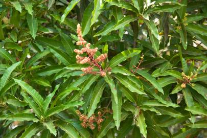 Fotografia da espécie Mangifera indica