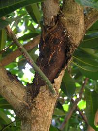 Fotografia da espécie Mangifera indica