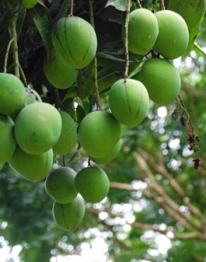 Fotografia 16 da espécie Mangifera indica no Jardim Botânico UTAD