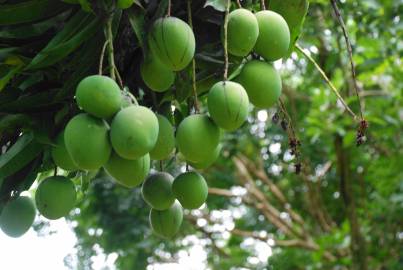 Fotografia da espécie Mangifera indica