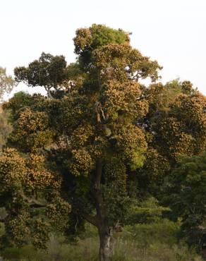 Fotografia 18 da espécie Mangifera indica no Jardim Botânico UTAD