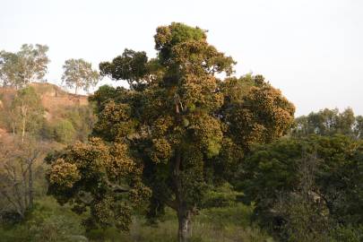 Fotografia da espécie Mangifera indica