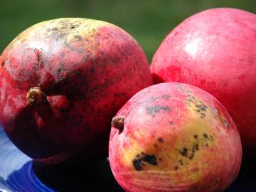 Fotografia da espécie Mangifera indica