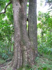 Fotografia da espécie Mangifera indica