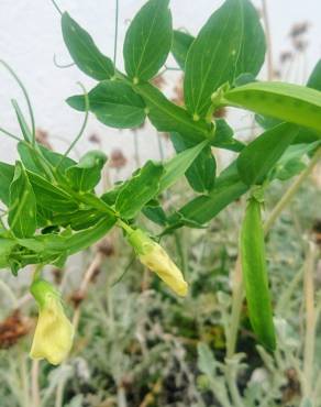 Fotografia 15 da espécie Lathyrus ochrus no Jardim Botânico UTAD