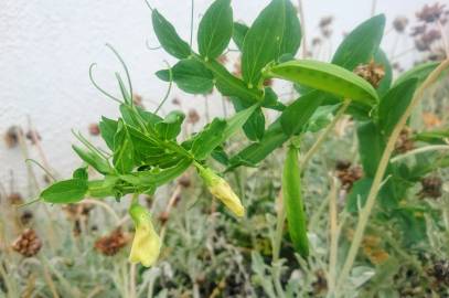 Fotografia da espécie Lathyrus ochrus