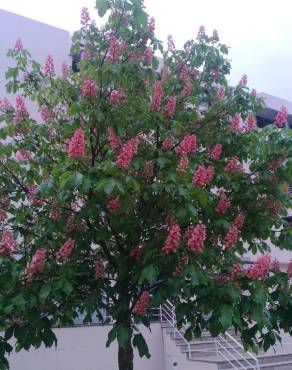 Fotografia 13 da espécie Aesculus x carnea no Jardim Botânico UTAD