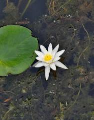 Nymphaea alba