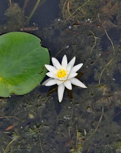 Fotografia de capa Nymphaea alba - do Jardim Botânico