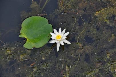 Fotografia da espécie Nymphaea alba