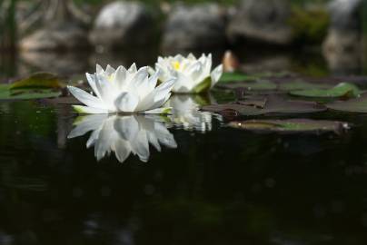 Fotografia da espécie Nymphaea alba