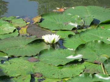 Fotografia da espécie Nymphaea alba