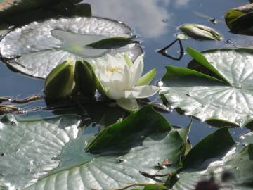 Fotografia da espécie Nymphaea alba