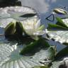 Fotografia 4 da espécie Nymphaea alba do Jardim Botânico UTAD