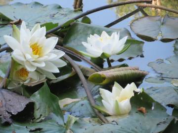 Fotografia da espécie Nymphaea alba