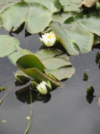 Fotografia da espécie Nymphaea alba