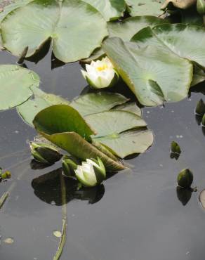 Fotografia 6 da espécie Nymphaea alba no Jardim Botânico UTAD