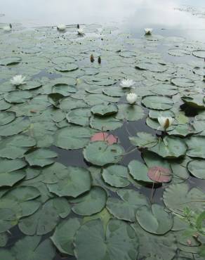 Fotografia 7 da espécie Nymphaea alba no Jardim Botânico UTAD