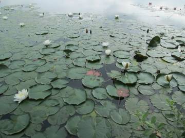 Fotografia da espécie Nymphaea alba