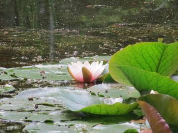 Fotografia da espécie Nymphaea alba