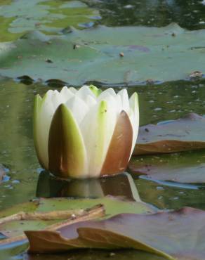 Fotografia 9 da espécie Nymphaea alba no Jardim Botânico UTAD