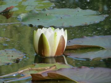 Fotografia da espécie Nymphaea alba