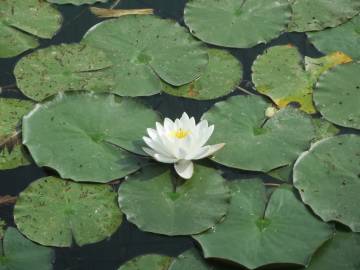 Fotografia da espécie Nymphaea alba