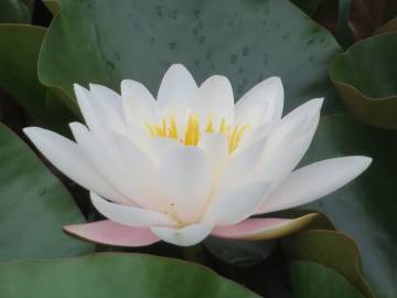 Fotografia da espécie Nymphaea alba