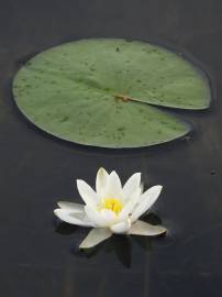 Fotografia da espécie Nymphaea alba