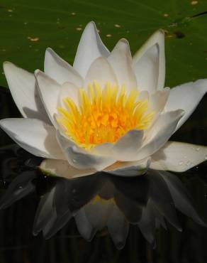 Fotografia 14 da espécie Nymphaea alba no Jardim Botânico UTAD