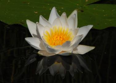 Fotografia da espécie Nymphaea alba